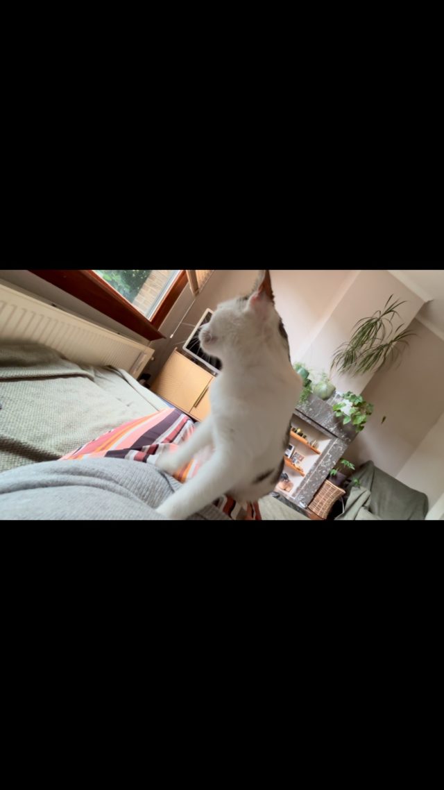 Het mooiste compliment dat een kat kan geven is zo spinnend op mijn schoot komen liggen ❤️

Kat blij, baasjes blij, ik blij ☺️

#kattenoppas #catsit